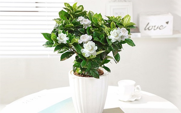 盆栽<a href='https://www.861230.com/guanhuazhiwu/11.html' target='_blank'><u>栀子花</u></a>冬天能放在室外吗 需要注意什么问题
