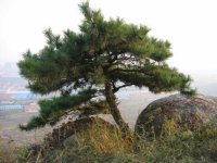 松树花语
