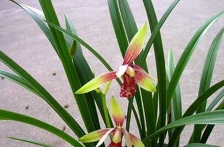 <a href='https://www.861230.com/guanhuazhiwu/6593.html' target='_blank'><u>兰花</u></a>养殖办法 ,详细入门篇 手把手教会你养殖