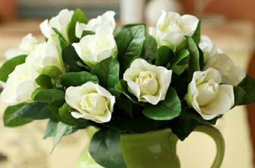 <a href='https://www.861230.com/guanhuazhiwu/11.html' target='_blank'><u>栀子花</u></a>为什么不开花,<a href='https://www.861230.com/guanhuazhiwu/11.html' target='_blank'><u>栀子花</u></a>不开花怎么办