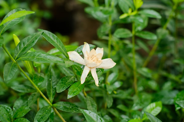 <a href='https://www.861230.com/guanhuazhiwu/11.html' target='_blank'><u>栀子花</u></a>花语大全