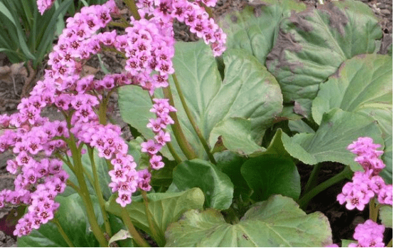 厚叶岩白菜形态特征
