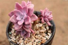 多肉植物冰玉度夏难吗，四个原因导致冰玉度夏难
