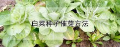白菜种子催芽方法