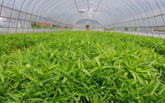 大棚空心菜温：湿度管理