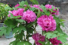 牡丹芽尖干枯怎么办 原因及解决办法