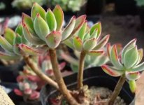锦晃星砍头繁殖的5个步骤