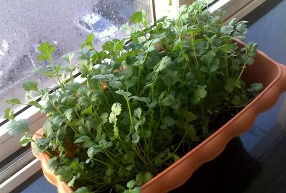 阳台香菜的种植方法 葱怎么种