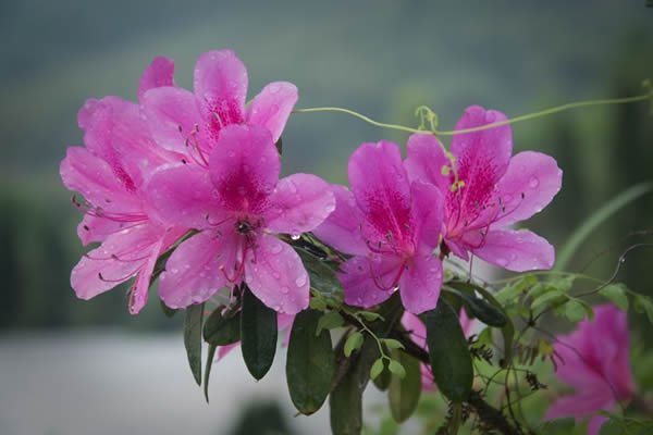 丽水适合养什么花，市花和市树是什么