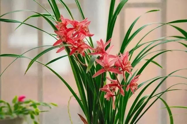 <a href='https://www.861230.com/guanhuazhiwu/6593.html' target='_blank'><u>兰花</u></a>叶子生锈怎么办