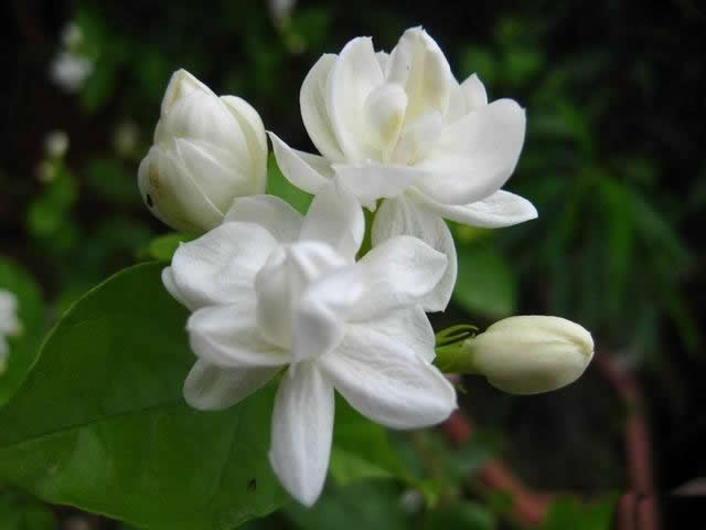 <a href='https://www.861230.com/guanhuazhiwu/10.html' target='_blank'><u>茉莉</u></a>生小白虫怎么办？