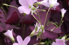紫叶酢浆草的功效与作用