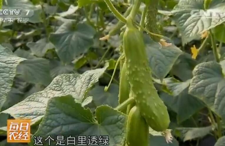 白黄瓜种植亩产收入五六万,不绿的黄瓜更赚钱