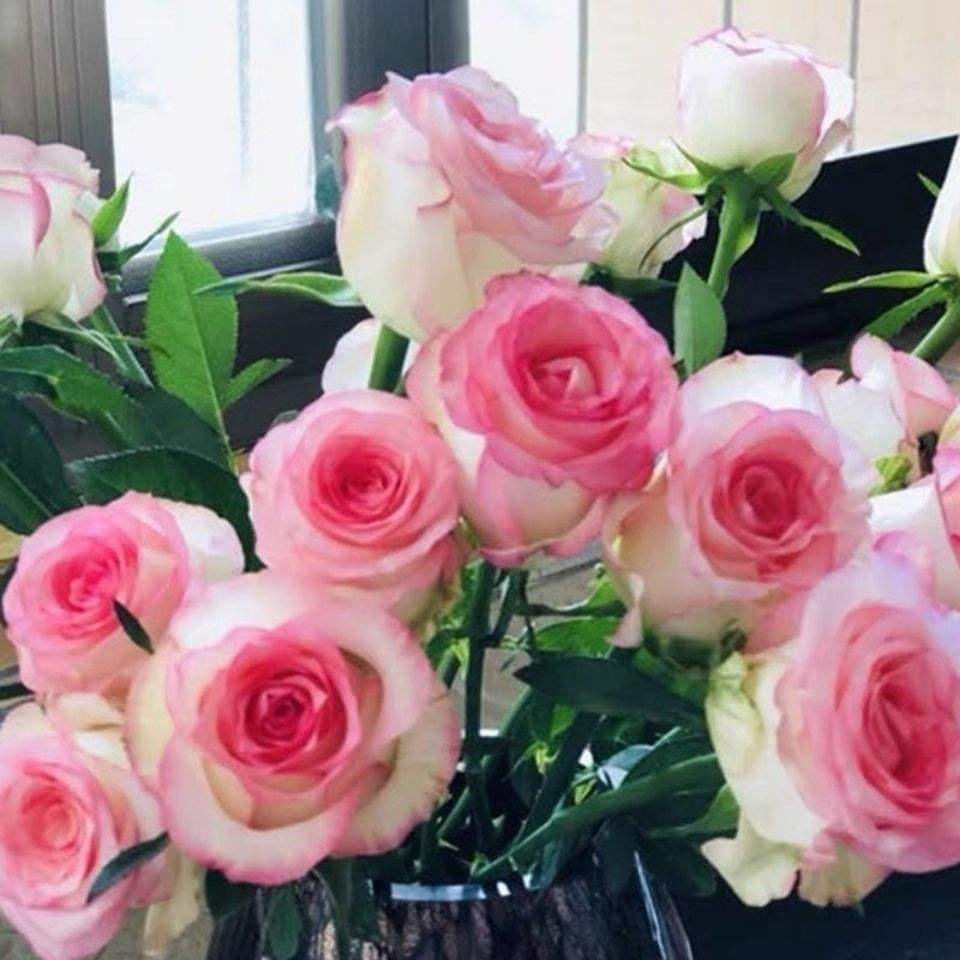 艾莎花寓意