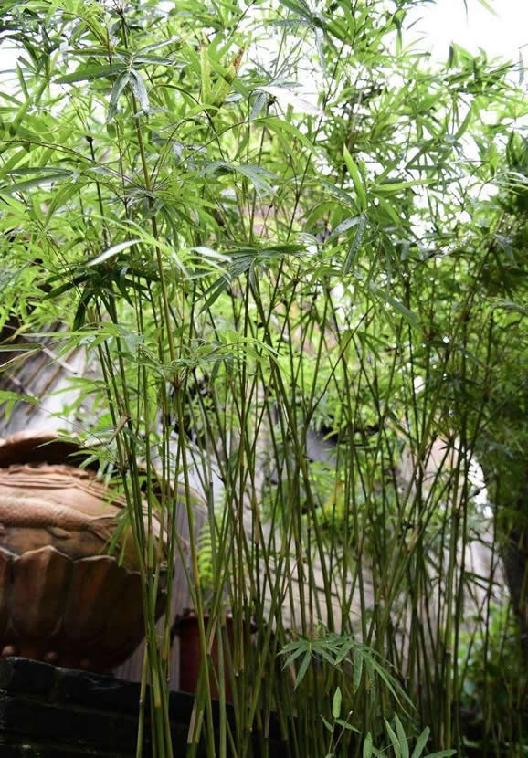 竹类病害:竹黑痣病d