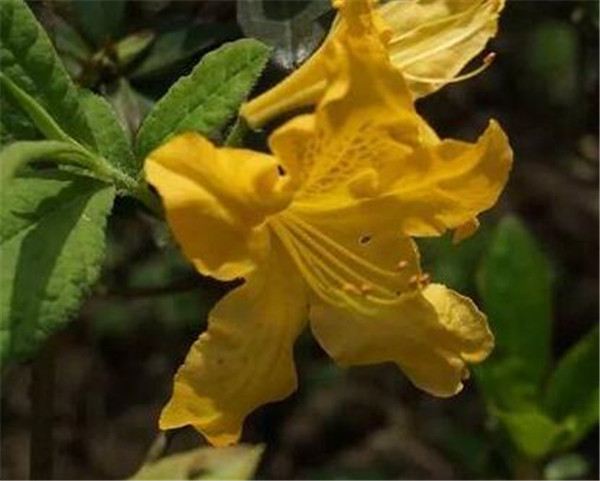 闹羊花图片与功效作用 闹羊花多少钱一斤