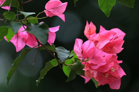 三角<a href='https://www.861230.com/guanhuazhiwu/9.html' target='_blank'><u>梅花</u></a>开败了的解决方法
