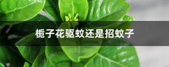 栀子花驱蚊还是招蚊子