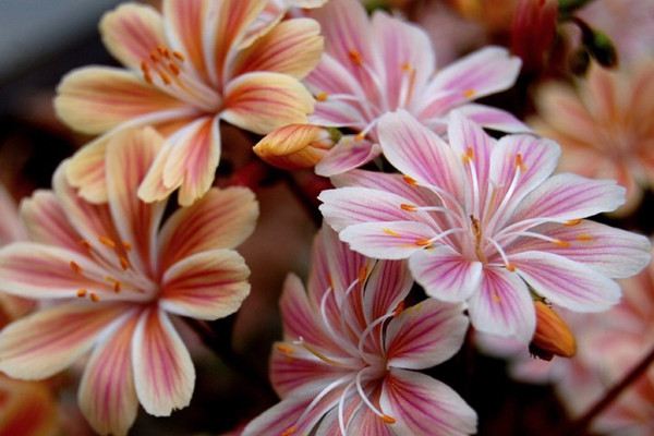 这10种花寓意幸福团圆,过年过节家里一定要种!