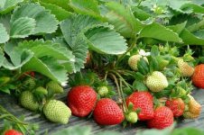 种草莓普通的土还是要营养土(为什么家里忌讳种草莓)