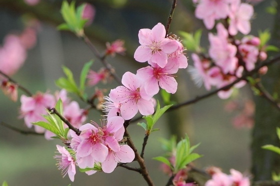 温度多少桃<a href='https://www.861230.com/guanhuazhiwu/9.html' target='_blank'><u>梅</u></a>会开花