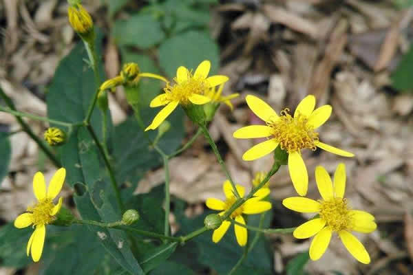 黄石南花语