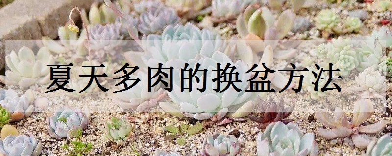夏天多肉的换盆方法 打破多肉夏季换盆死的魔咒
