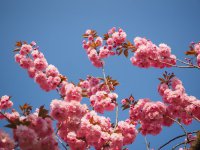 盛放绚烂的的樱花图片
