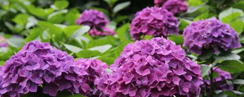 夏天可以扦插<a href='https://www.861230.com/guanhuazhiwu/6639.html' target='_blank'><u>绣球花</u></a>吗