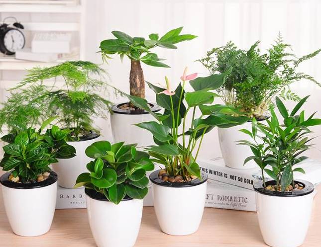 室内摆放盆栽植物