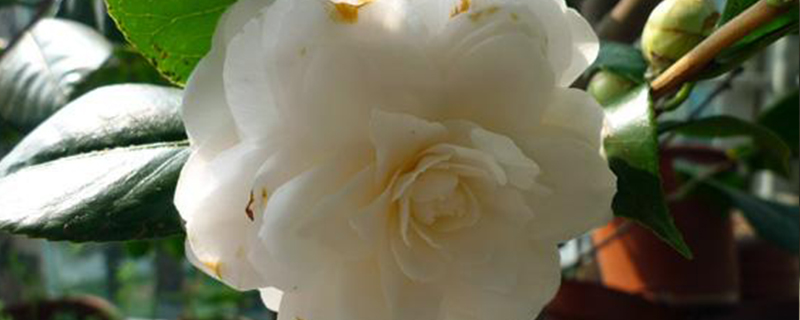 <a href='https://www.861230.com/guanhuazhiwu/52.html' target='_blank'><u>山茶花</u></a>叶子一碰就掉是怎么回事