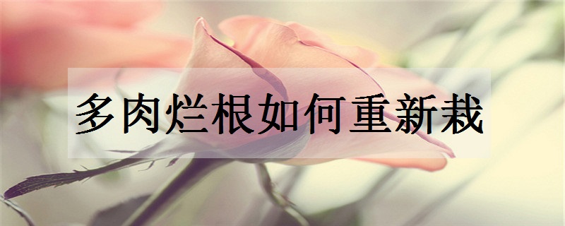 多肉烂根如何重新栽 这几招让多肉重获新生