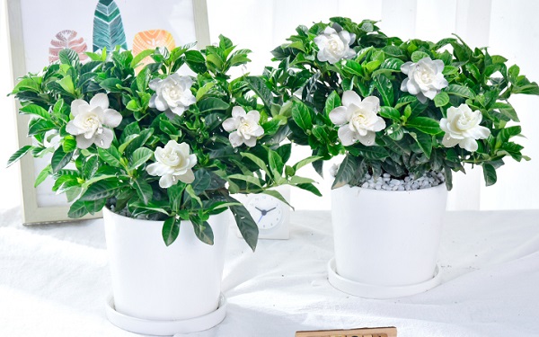 <a href='https://www.861230.com/guanhuazhiwu/11.html' target='_blank'><u>栀子花</u></a>不开花的原因有哪些