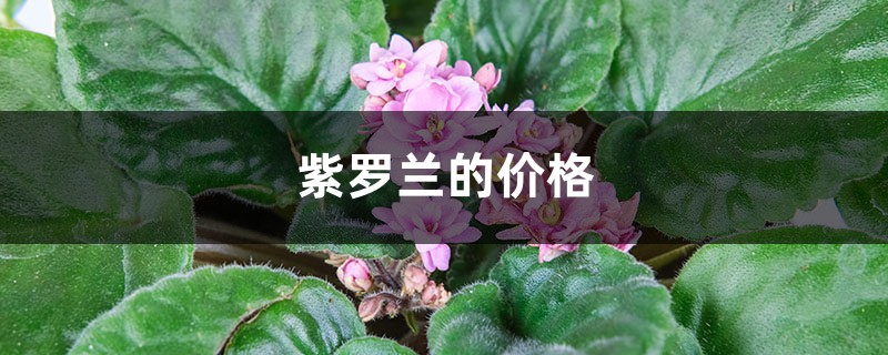 紫罗兰的价格，紫罗<a href='https://www.861230.com/guanhuazhiwu/6593.html' target='_blank'><u>兰花</u></a>图片