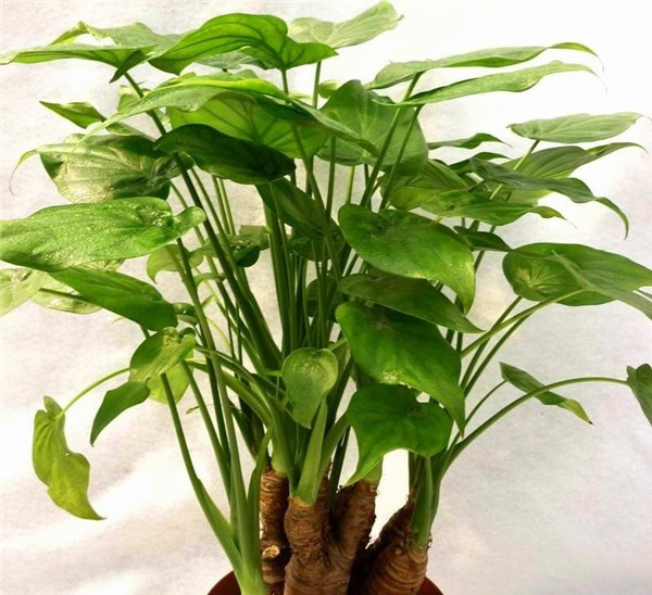 七种绿叶植物种类推荐