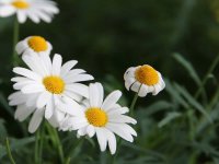 邹菊的花语