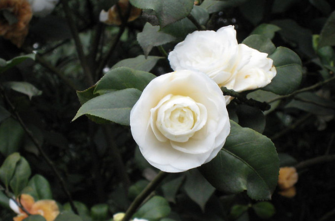 白<a href='https://www.ahuacao.com/guanhuazhiwu/52.html' target='_blank'><u>茶花</u></a>的功效和作用