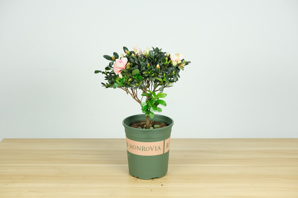 <a href='https://www.861230.com/guanhuazhiwu/31.html' target='_blank'><u>杜鹃花</u></a>有什么寓意，<a href='https://www.861230.com/guanhuazhiwu/31.html' target='_blank'><u>杜鹃花</u></a>为什么是禁花