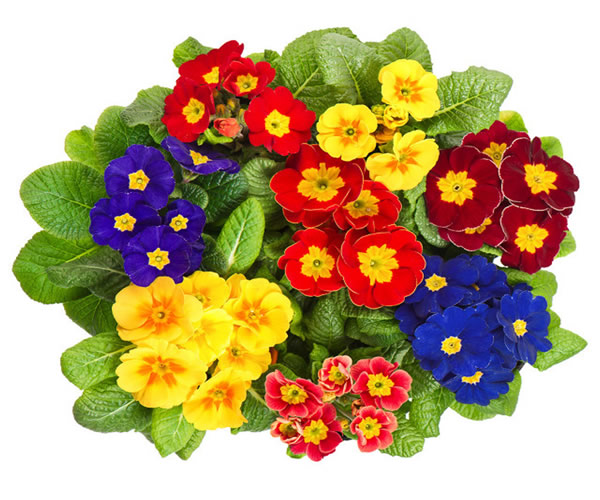 <a href='https://www.861230.com/guanhuazhiwu/6783.html' target='_blank'><u>报春花</u></a>的花语和传说