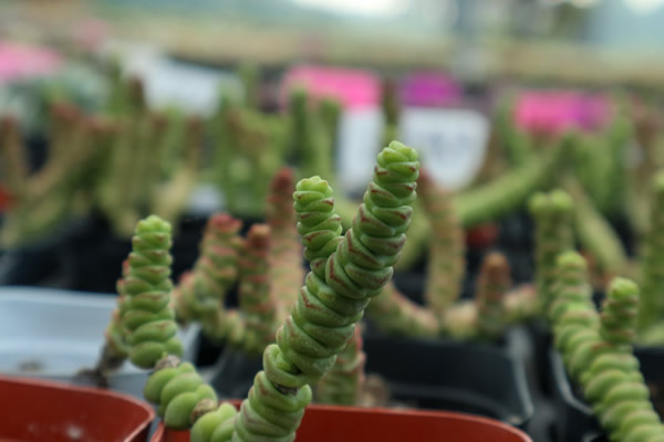钱串开花吗