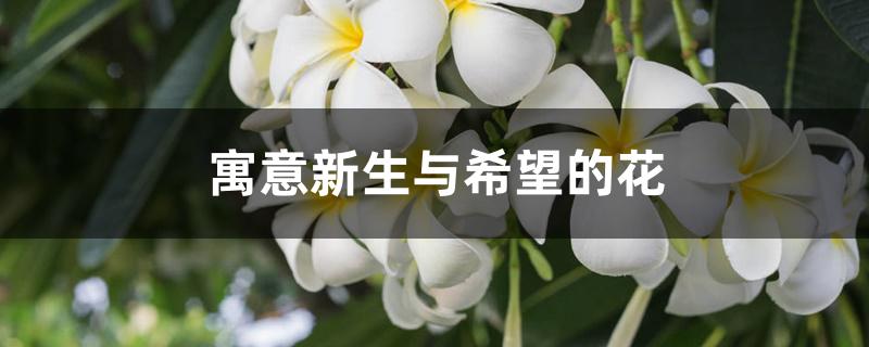 寓意新生与希望的花