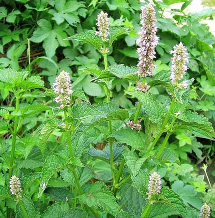 植物<a href='https://www.861230.com/guanhuazhiwu/6664.html' target='_blank'><u>藿香</u></a>是什么样子的?<a href='https://www.861230.com/guanhuazhiwu/6664.html' target='_blank'><u>藿香</u></a>图片及形态特征介绍