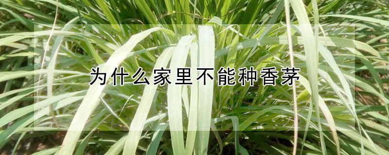 家中不能种植香茅的原因