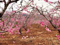 莱芜适合养什么花，市花和市树是什么