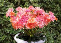 家庭盆栽露薇花播种方法
