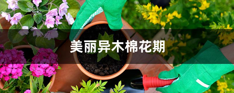 美丽异<a href='https://www.861230.com/guanhuazhiwu/6626.html' target='_blank'><u>木棉</u></a>花期