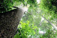 金丝楠木树种植方法介绍