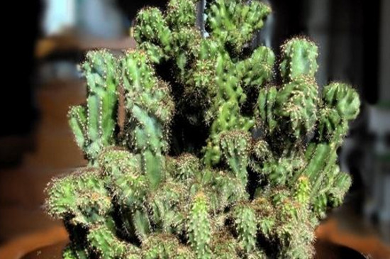 家中养仙人山的禁忌