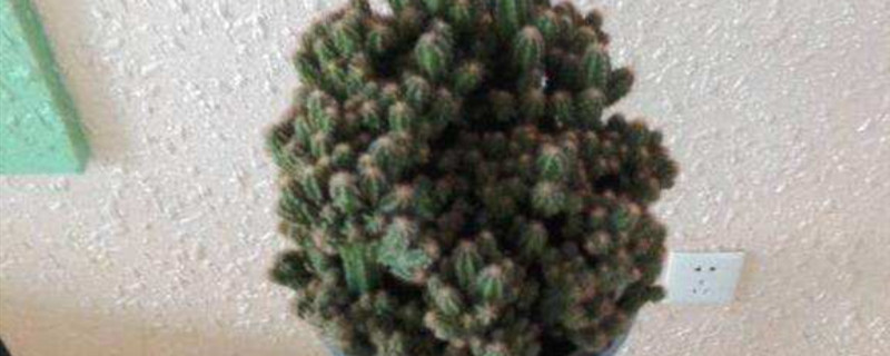 仙人山珍贵品种有哪些