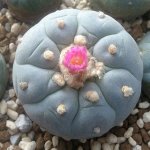 多肉植物银冠玉图片及形态特征介绍